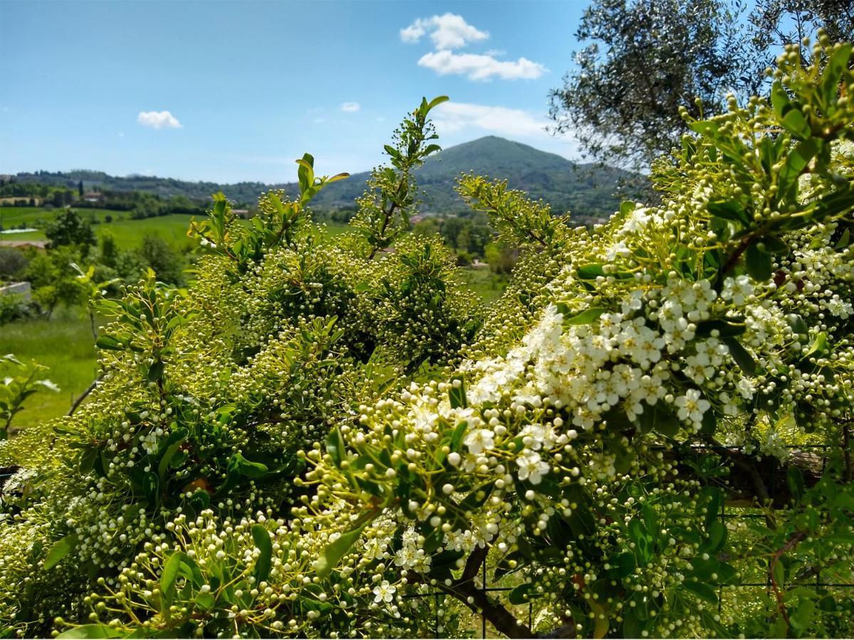 Le Piracante Caiazzo Luaran gambar